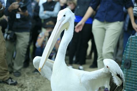 Crews rescue pelican found stuck in sand on North Beach shore